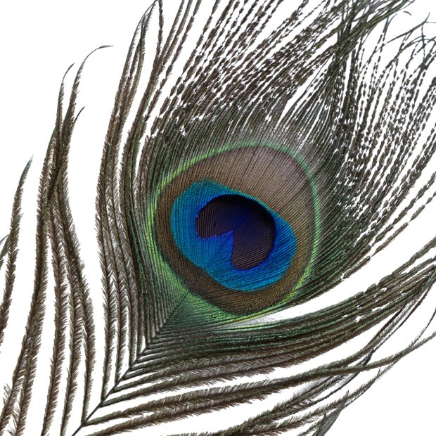 Sevanda Chatouilleuse à Plumes Naturelles de Paon